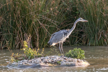 A grey heron (Ardea cinerea)