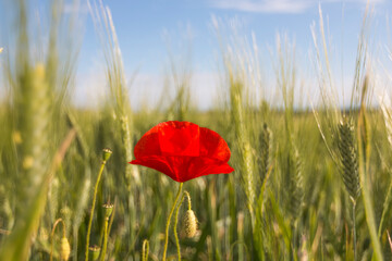 A bright red poppy in a green wheat field on a sunny day.
