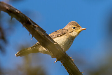 A melodious warbler (Hippolais polyglotta) perching on a tree