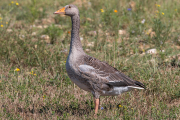 A greylang goose (Anser Anser)