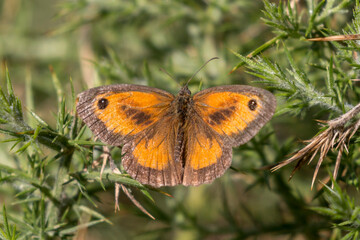 A gatekeeper butterfly (pyronia tithonus) 