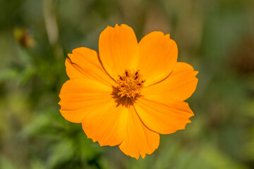 A yellow cosmos (Cosmos sulphureus)
