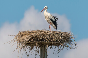 The white stork (Ciconia ciconia)