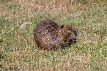 A brown nutria  (Myocastor coypus) foraging in the grass