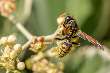 An European paper wasp (Polistes dominula)