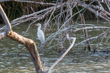 great egret (Ardea alba) in a tree