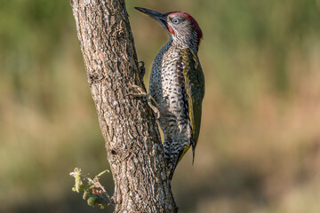 European green woodpecker (Picus viridis)