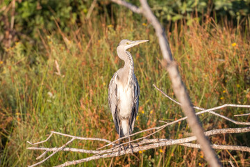 A grey heron (Ardea cinerea)