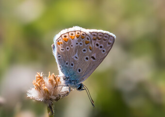 European common blue (Polyommatus icarus) 