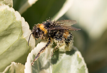 A buff-tailed bumblebee (Bombus terrestris) with pollen on a green leaf