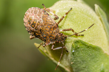 A brown marmorated stink bug (Halyomorpha halys)