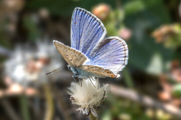 European common blue (Polyommatus icarus) 