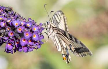 An Old World swallowtail (Papilio machaon) foraging on a Buddleja