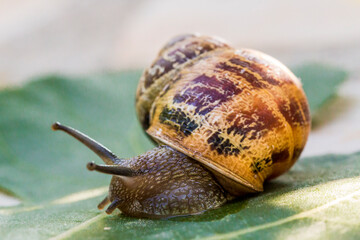 a garden snail (Cornu aspersum) on a stone
