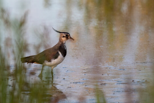 The northern lapwing (Vanellus vanellus)