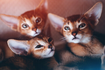 closeup of funny small kittens abyssinian breed lies in soft pet house - obrazy, fototapety, plakaty