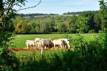 Montreuil sur Epte; France - september 19 2023 : cows in a meadow