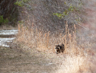 Northern Raccoon