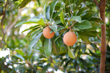 Closeup of fresh sapodilla fruit on sapodilla tree with green leaves