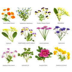 Spring summer flowers and wildflowers large collection. Floral health food for garnish, seasoning,...