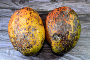 Mango fruit with mold, mould is one of the structures that certain fungi can form, formation of...