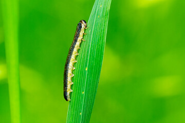 Tenthredinidae sp. (Echte Blattwespe)	
