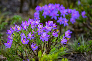 Fototapeta premium Flowering of Vellozia squamata in ferruginous rocky fields at the mountain chains if Espinhaço, Minas Gerais, Brazil.