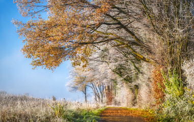 Path along the edge of a mixed forest, trees with colorful autumn leaves powdered with hoarfrost on...