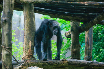 Close-up view of a single adult chimpanzee in the zoo
