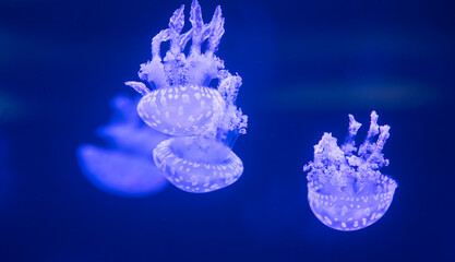 beautiful jellyfish floating
