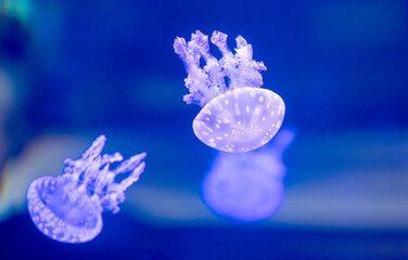 Naklejka premium beautiful jellyfish floating