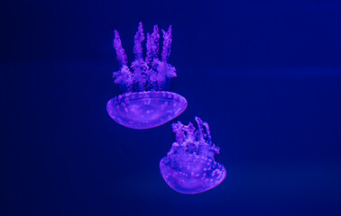 beautiful jellyfish floating