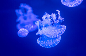 beautiful jellyfish floating