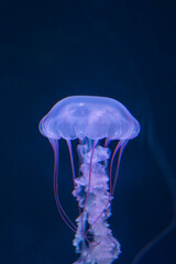 beautiful jellyfish floating