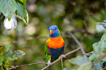 beautiful parrots
