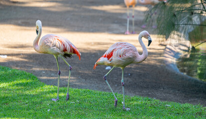 pink flamingo walking