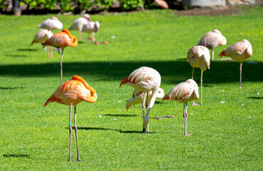 pink flamingo walking