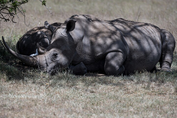 the last Rhinos in Africa are threatend with extinction