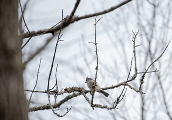 Tufted Titmouse
