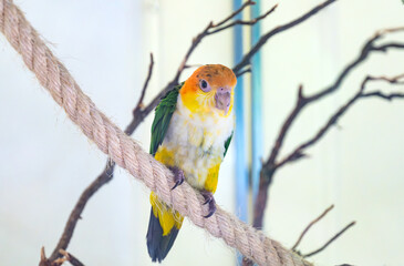 beautiful parrots