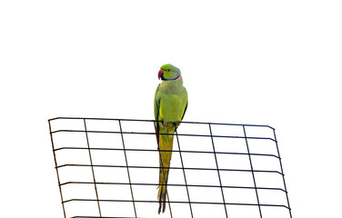 green parrot isolated