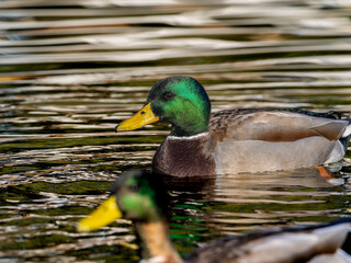 池を泳ぐマガモ