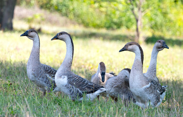 Naklejka na ściany i meble geese graze in the meadow