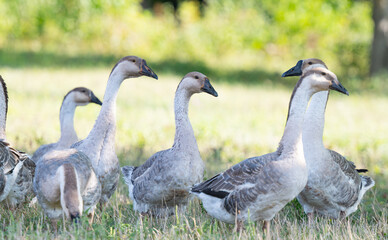 geese graze in the meadow