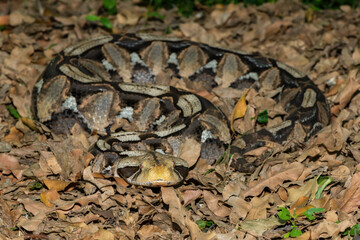 The beautiful camouflage of the Gaboon Adder (Bitis gabonica), also called the Gaboon Viper, in its natural habitat 