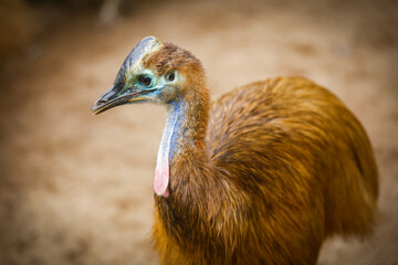 Closeup of emu's head in a national park in sri lanka.