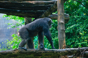 Close-up view of a single adult chimpanzee in the zoo