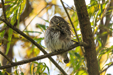 Eurasian Pygmy Owl (Glaucidium passerinum) perched on a tree branch