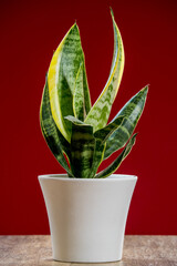 Lizard Tongue plant on red background