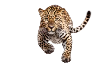 Foto auf Acrylglas leopard © VIRTUALISTIK